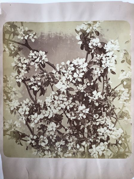 Image du produit Adolphe Braun. Branches de pommier en fleur.
