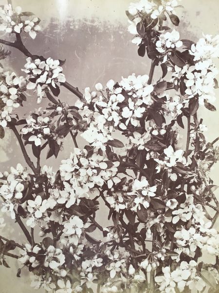 Image du produit Adolphe Braun. Branches de pommier en fleur.