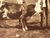 Product Adolphe Braun. Les animaux de la ferme. thumbnail