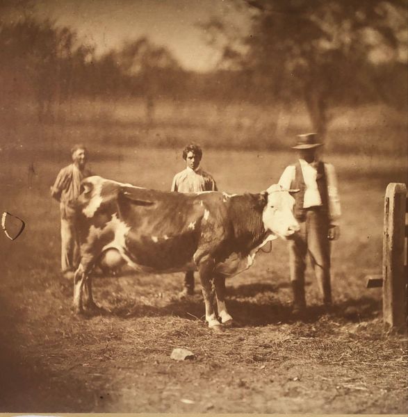 Product image Adolphe Braun. Les animaux de la ferme.