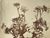 Product Adolphe Braun. Les fleurs photographiées. thumbnail