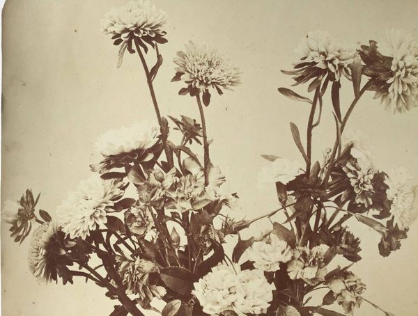 Product image Adolphe Braun. Les fleurs photographiées.