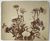 Product Adolphe Braun. Les fleurs photographiées. thumbnail