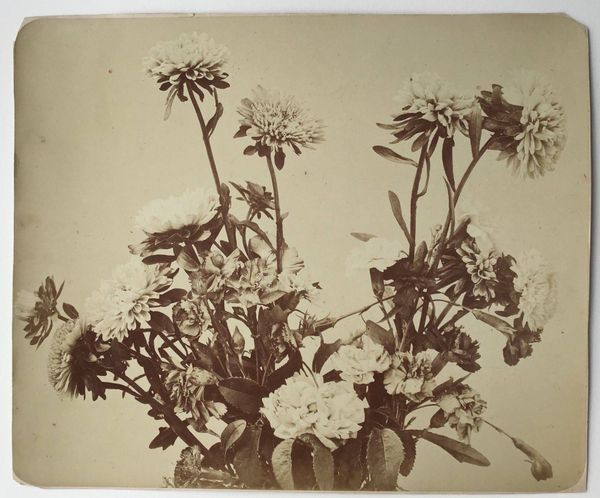 Product image Adolphe Braun. Les fleurs photographiées.