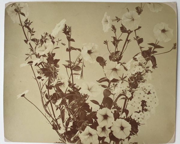 Productafbeelding Adolphe Braun. Pétunias.