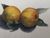 Product Agrumes. Gouache originale. thumbnail