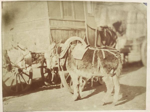 Produktbild Ane et fiacre. Photographie primitive d'après nature.