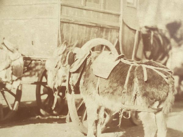 Produktbild Ane et fiacre. Photographie primitive d'après nature.