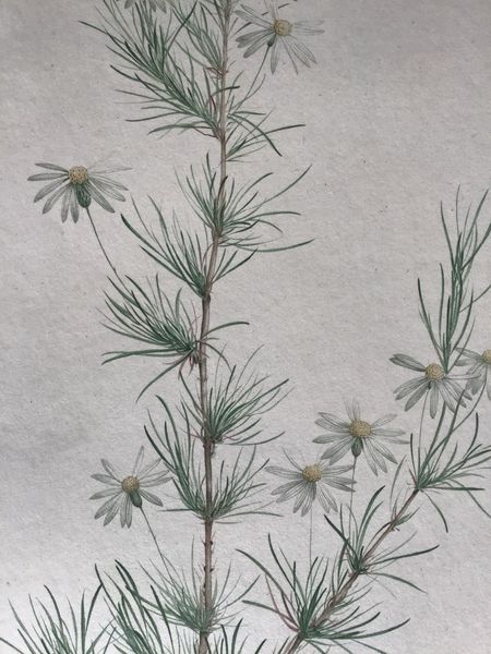 Productafbeelding Aster. P.J. Redouté.