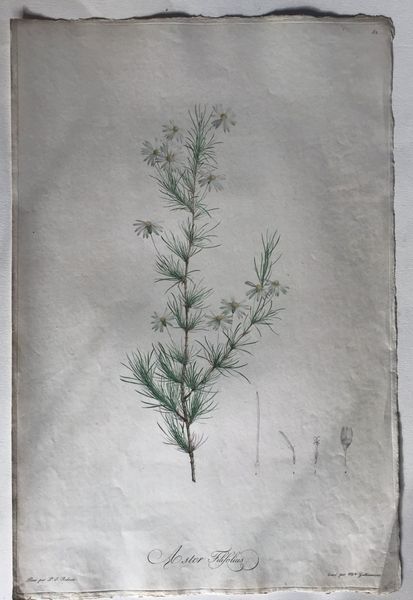 Productafbeelding Aster. P.J. Redouté.