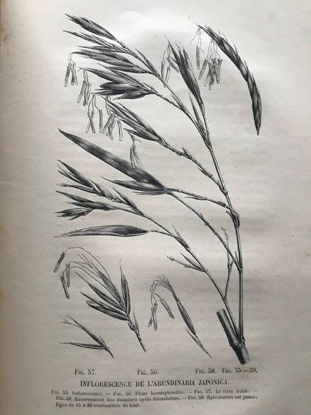 Productafbeelding Auguste et Charles Rivière. Les Bambous.