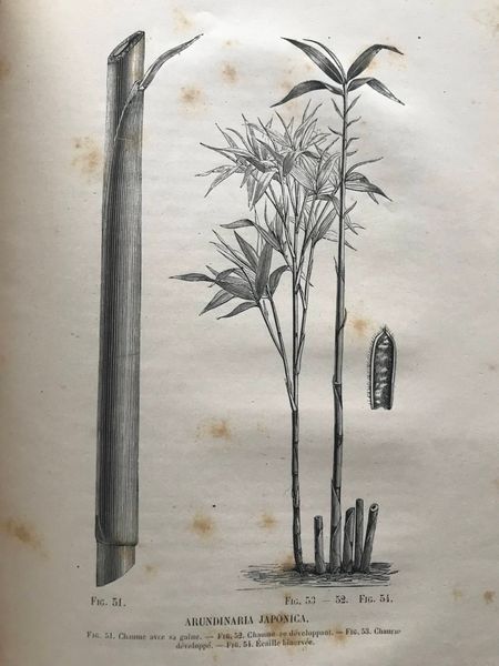 Productafbeelding Auguste et Charles Rivière. Les Bambous.