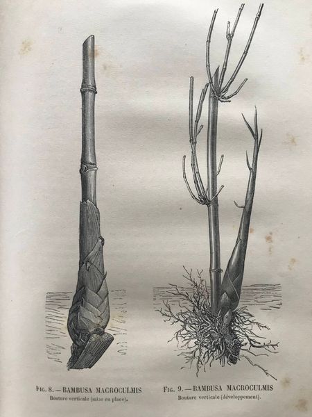 Productafbeelding Auguste et Charles Rivière. Les Bambous.