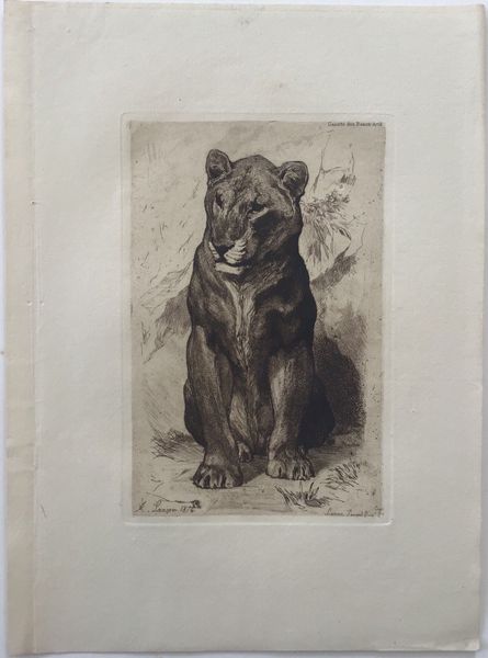 Image du produit Auguste Lançon. Lionne. Sénégal.
