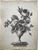Product Bouquet de roses. Dessin néoclassique. Vers 1820. miniatuur
