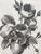 Product Bouquet de roses. Dessin néoclassique. Vers 1820. miniatuur