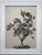 Product Bouquet de roses. Dessin néoclassique. Vers 1820. miniatuur