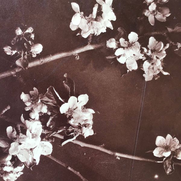 Product image Branches de cerisier. Albumine.