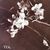 Product Branches de cerisier. Albumine. thumbnail