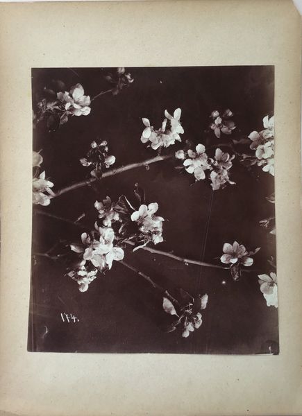 Product image Branches de cerisier. Albumine.