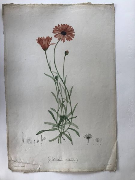 Image du produit Calendula. Pierre Joseph Redouté.