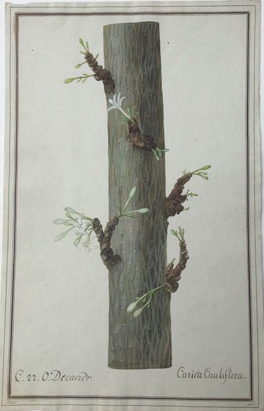 Productafbeelding Carica Cauliflora. Dessin original.