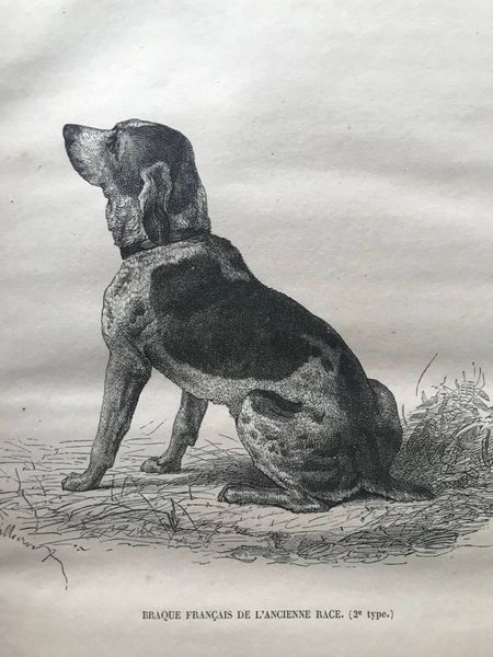 Image du produit Chiens français, chiens anglais.