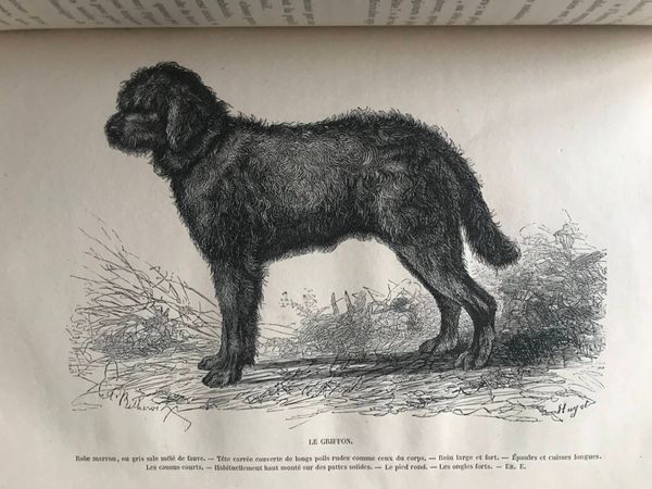 Image du produit Chiens français, chiens anglais.