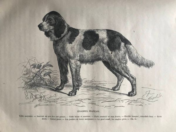 Image du produit Chiens français, chiens anglais.