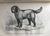 Miniature du produit Chiens français, chiens anglais.