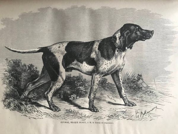 Image du produit Chiens français, chiens anglais.