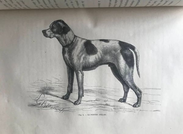 Image du produit Chiens français, chiens anglais.