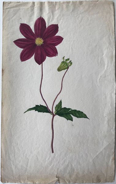 Productafbeelding Dahlia noir à huit pétales.