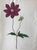 Product Dahlia noir à huit pétales. miniatuur
