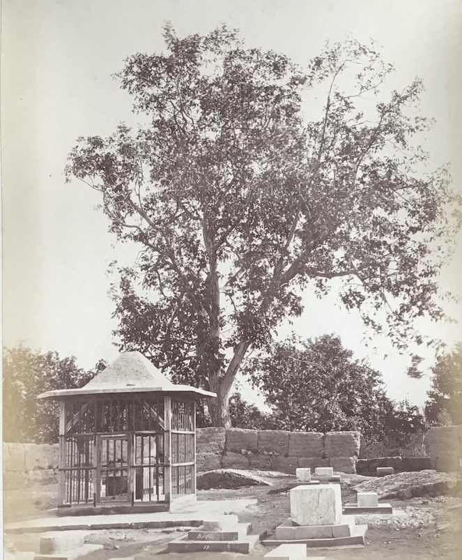 Product Damas. L'arbre du grand Saint Georges. thumbnail