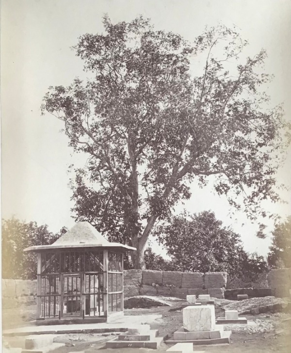 Product image Damas. L'arbre du grand Saint Georges.