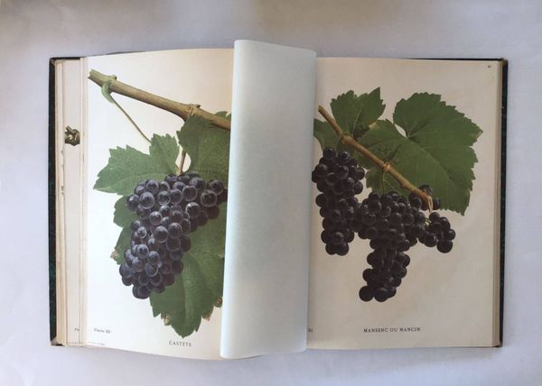Product image Daurel, J. Les raisins de cuve de la Gironde et du sud ouest de la France.