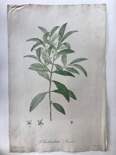 Image du produit Elaeodendrum australe. Pierre Joseph Redouté.