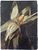 Product Epi de maïs. Huile sur toile XIXe siècle. thumbnail