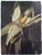 Product Epi de maïs. Huile sur toile XIXe siècle. thumbnail