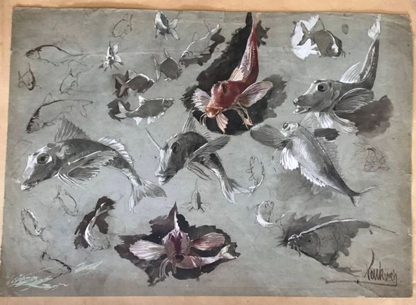 Productafbeelding F.X. Neukirch. Feuille d'étude de poissons.