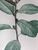 Produktminiatur Ficus. P.J. Redouté.