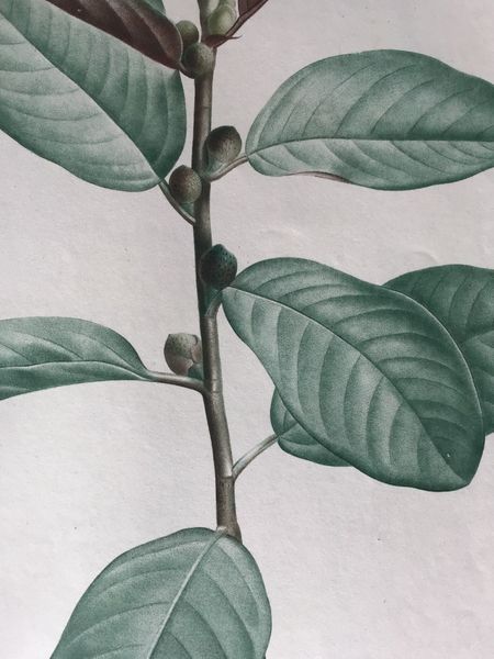 Produktbild Ficus. P.J. Redouté.