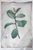 Produktminiatur Ficus. P.J. Redouté.