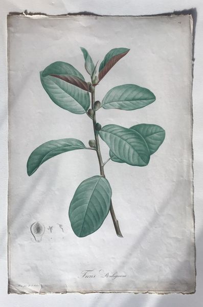 Produktbild Ficus. P.J. Redouté.