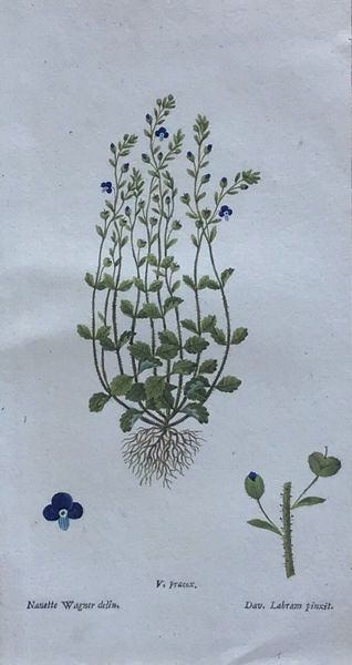 Produktbild Flora Basileensis.