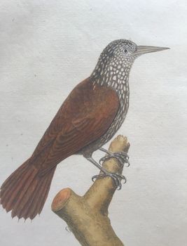 Illustration du produit