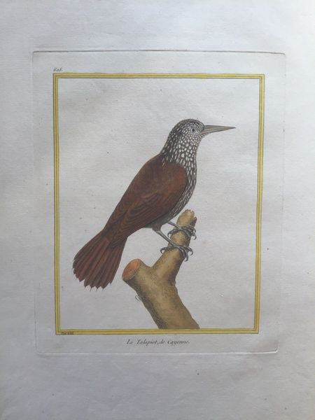 Image du produit François Nicolas Martinet. Talapiot de Cayenne.