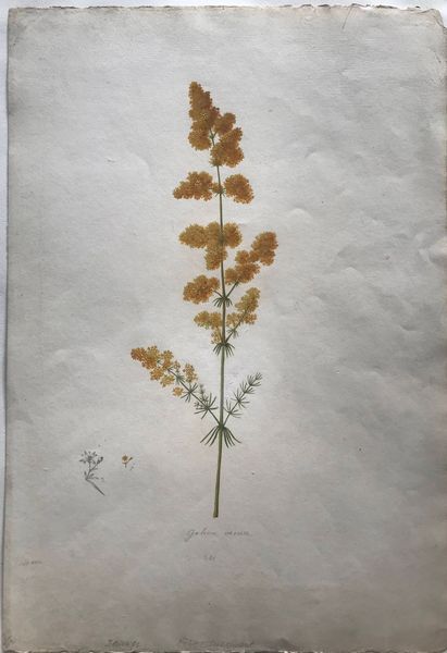 Produktbild Galium verum. Le Gaillet jaune.