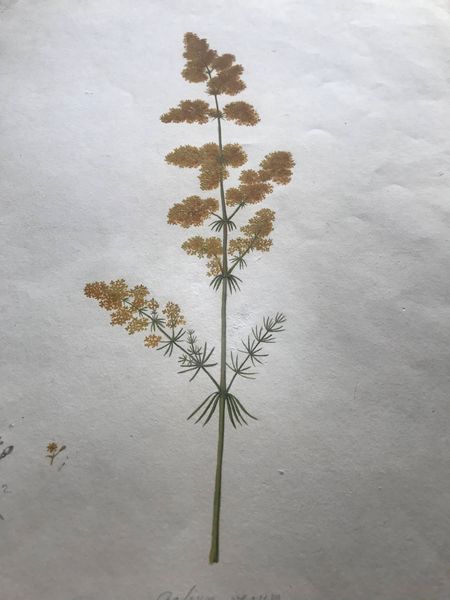 Produktbild Galium verum. Le Gaillet jaune.